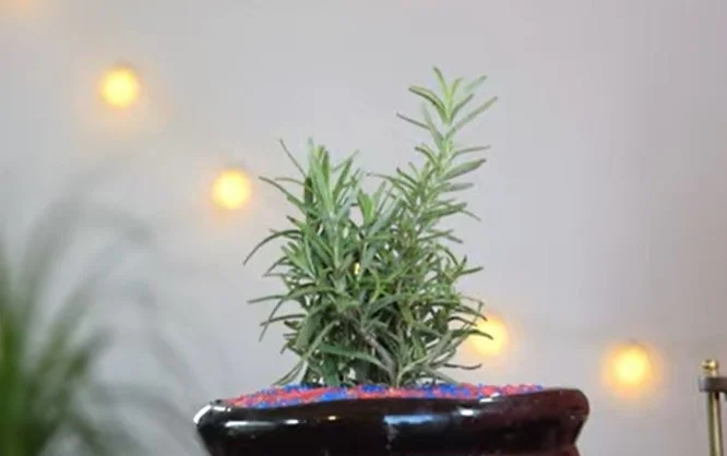 Best indoor plants for depression