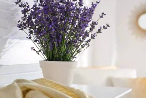 Best indoor plants for depression