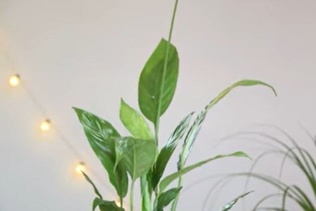 best indoor plants for depression
